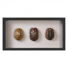 TORTOISE SHELLS